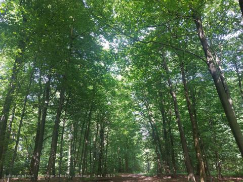 Waldweg auf dem Hoherodskopf (765 Meter) im Naturpark Vulkanregion Vogelsberg, Hessen